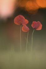 Mohn