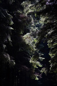 Morgentau am Waldweg