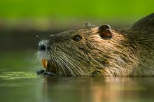 Nutria Portrait