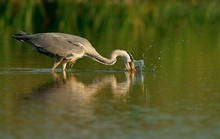 Graureiher beim Fischen