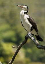 Pied Shag