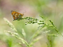 In der Wiese