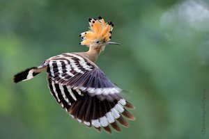 Flatterflug des Wiedehopf