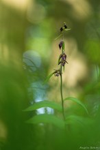 Orchideen-Eleganz