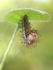 Schau mir in die Augen.....
