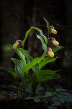 Gelber Frauenschuh (Cypripedium calceolus)