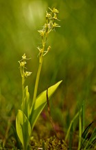 Die sehr kleine, seltene Orchidee...