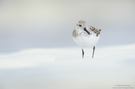 Sanderling (Calidris alba)