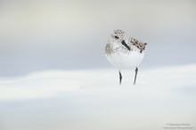 Sanderling (Calidris alba)