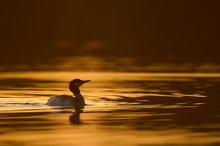 Wasserspiele in Gold