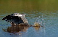 Tropfenfotografie ;-)