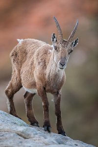 Alpensteinbock