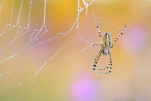 Im Glockenblumenland