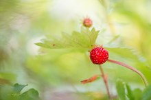 Fragaria vesca