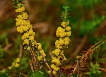 Noch was aus dem Grambower Moor, nahe Schwerin: ...