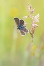 Wiesenposing