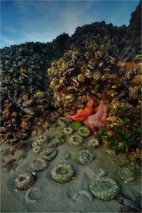 Tidepool