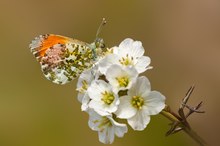 Orange Tip