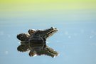 Begerter Stock im Wasser