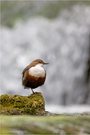 Wasseramsel-Cinculus cinclus