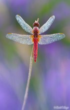 Eine feurige Drachenfliege