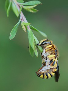 Anthidium florentinum schläft