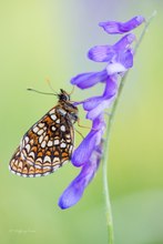 Östlicher Scheckenfalter (Melitaea britomartis)