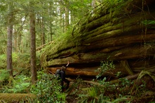 Gulliver im Wald