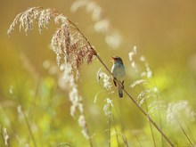 Kleiner Vogel - großer Sänger