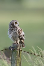 Nachdenklicher Blick in die Ferne