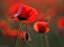 Mohn