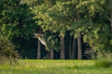 Abendlicher Beuteflug