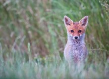 morgendliches Fuchsglück