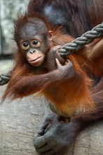 Borneo Orang Utan