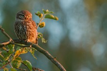 ~Steinkauz (Athene noctua)~