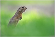 Europäischer Ziesel (Spermophilus citellus)