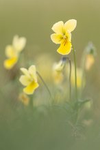 Gelbes Galmei-Veilchen (Viola calaminaria)