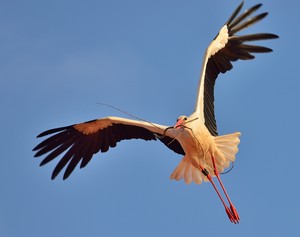 Weißstorch