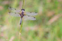 Libellula quadrimaculata