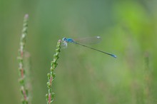 Zwerglibelle (Nehalennia speciosa)