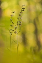 Epipactis microphylla