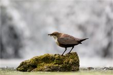 Wasseramsel-Cinculus cinclus