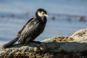 Little Pied Shag