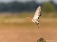 Die Uferschnepfe ( Limosa Limosa)