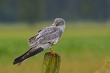 Aufmerksam beobachtet das Wiesenweihen-Männchen...