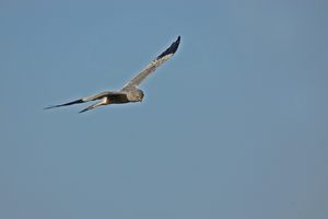 Auf dem Jagdflug...