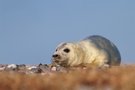 kleine Kegelrobbe beim Sonnenbad