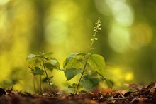 Großes Hexenkraut (Circaea lutetiana)