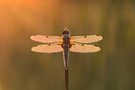 Vierfleck-Libelle im Sonnenaufgang