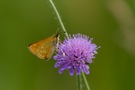 Brauner Dickkopffalter auf Ackerwitwenblume